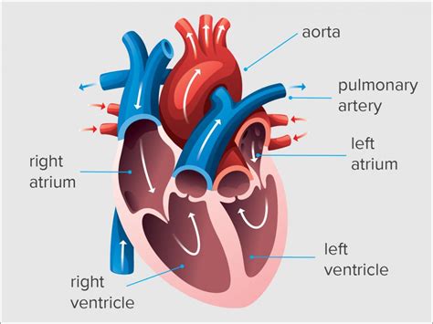 stress end diastolic volume 58ml